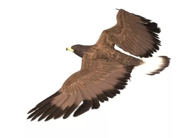 Giant Condor Bird 3d model