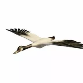Goose Can Animal 3d model