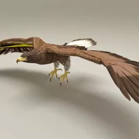 Goshawk Flying Rigged & Animated 3d model
