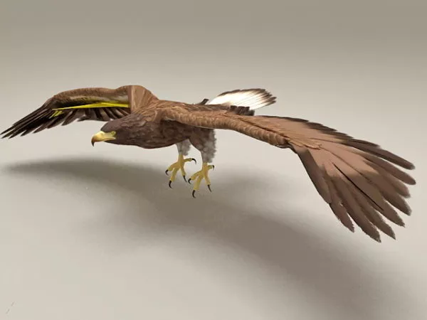 Goshawk Flying Rigged & Animated 3d model Goshawk Flying Rigged & Animated 3d model