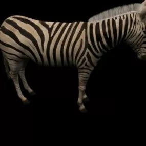 Grants Zebra 3d model