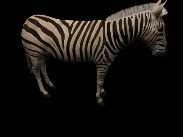 Zebra Animal In African Grass Field 3d model