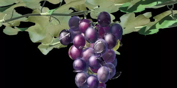 Grape Vine With Fruit 3d model Grape Vine With Fruit 3d model