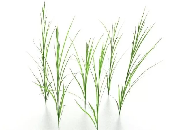 Grass 3d model Grass 3d model