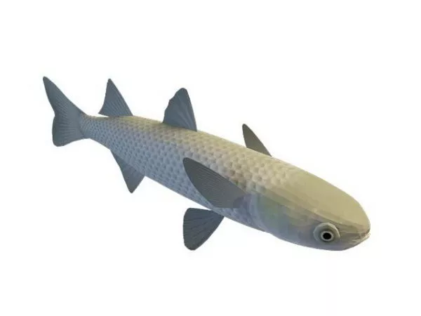 Realistic Telescope Eye Goldfish 3d model