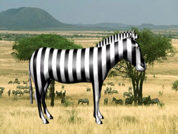 Grassland Zebra Animal 3d model Grassland Zebra Animal 3d model