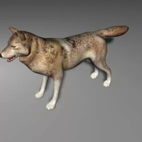 Western Gray Wolf 3d model