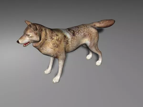 Western Gray Wolf 3d model Western Gray Wolf 3d model