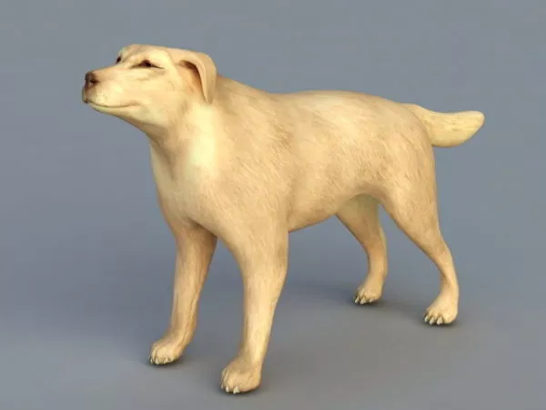 Lowpoly Cardigan Welsh Corgi 3d model