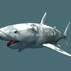 Animal Great White Shark 3d model