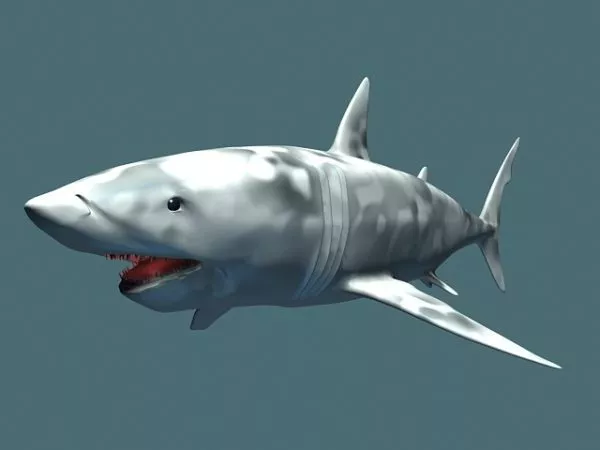 Piranha 3d model