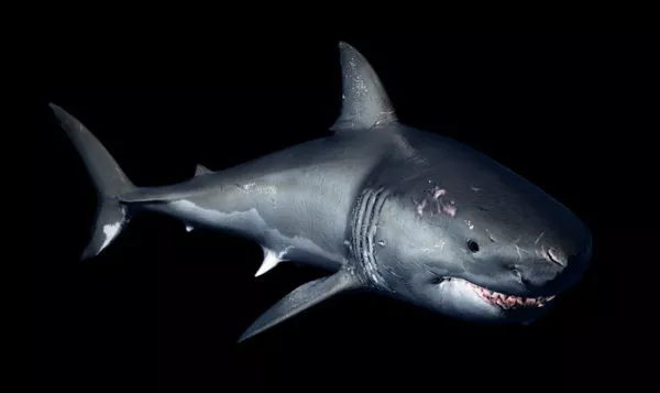 Blacktip Shark Sea Animal 3d model