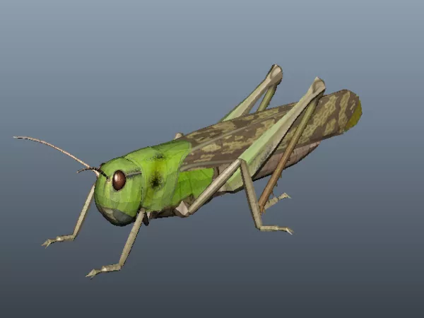 Animal Green Locust Free 3d Model - .Ma, Mb - Open3dModel