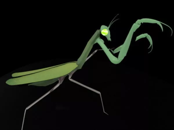 Green Mantis 3d model Green Mantis 3d model