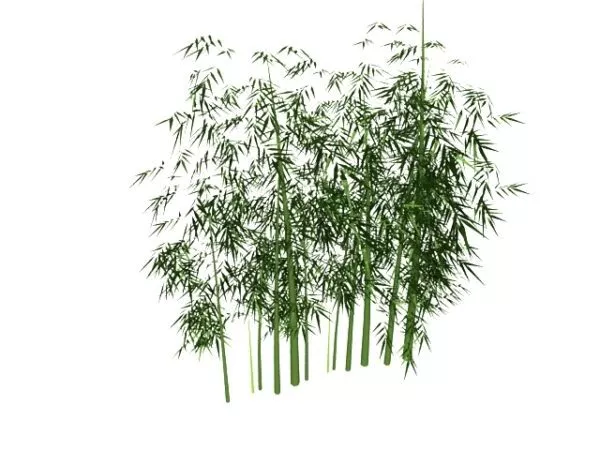 Green Bamboo Forest Free 3d Model - .Max, .Vray - Open3dModel