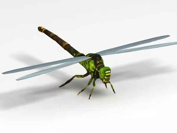 Low Poly Dragonfly 3d model