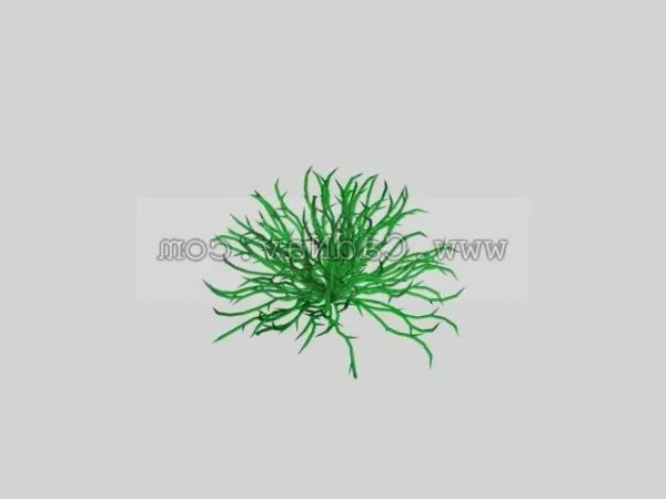 Grass Plant Square Potted 3d model