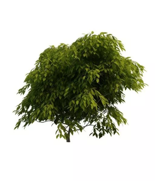 Green Leaves Tree 3d model Green Leaves Tree 3d model
