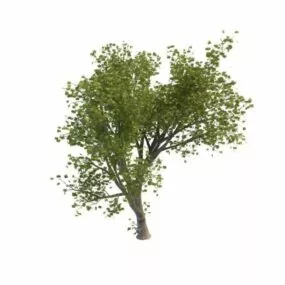 Green Maple Tree 3d model