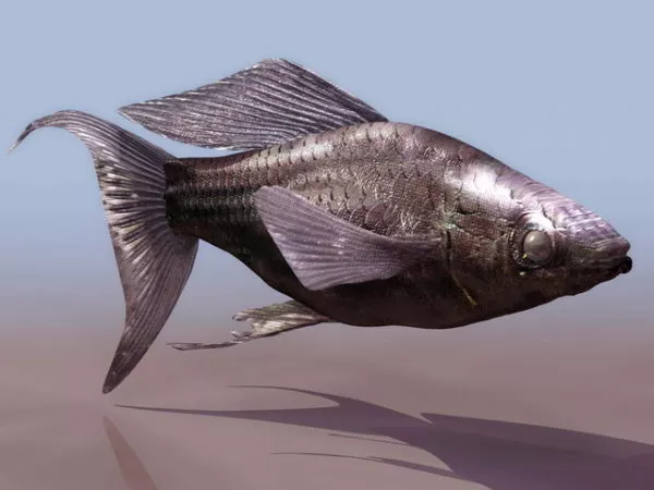 Green Swordtail Fish 3d model Green Swordtail Fish 3d model