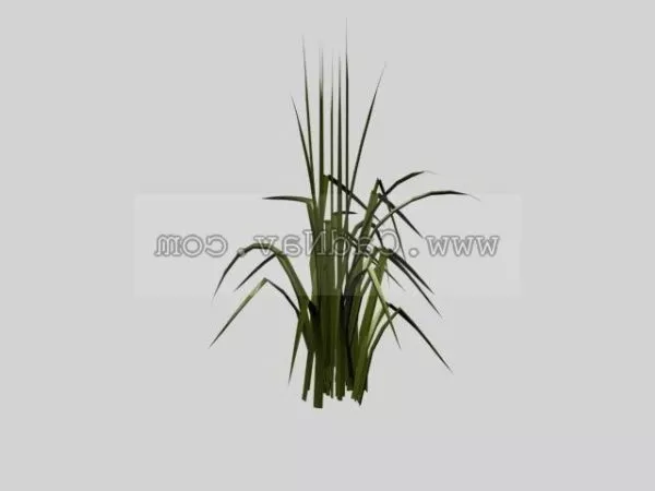Wheat Grass 3d model