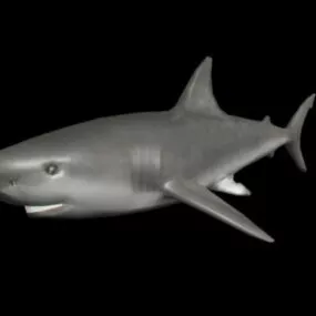 Grey Nurse Shark 3d model