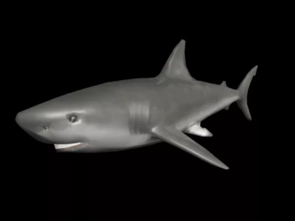 Lowpoly Shark Animal 3d model