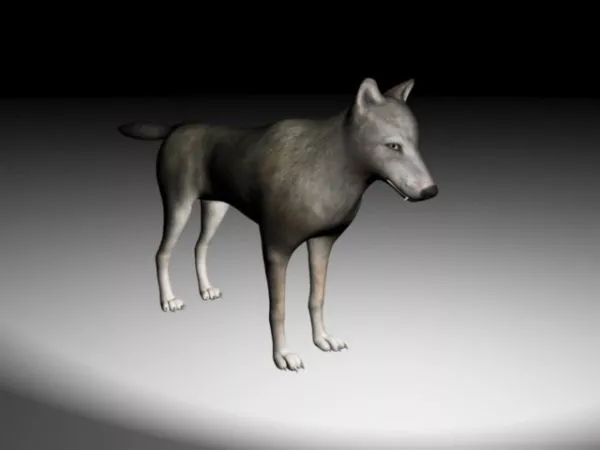 Grey Wolf 3d model Grey Wolf 3d model