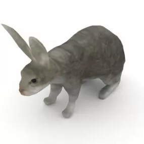 Grey Rabbit Animal 3d model