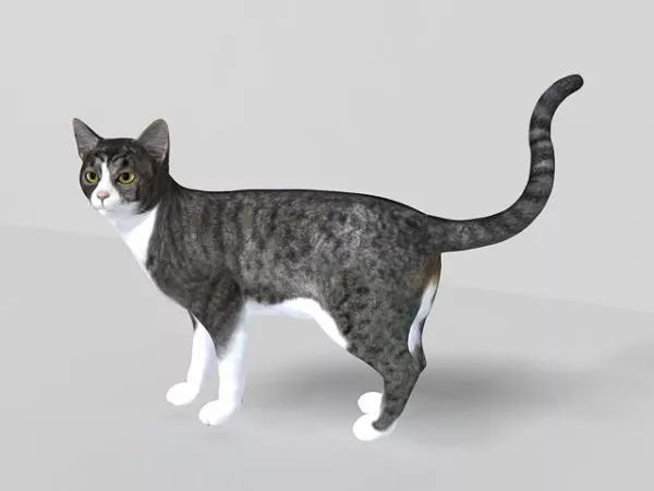Grey Tabby Cat 3d model Grey Tabby Cat 3d model
