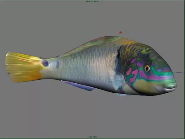 Grouper Fish 3d model Grouper Fish 3d model