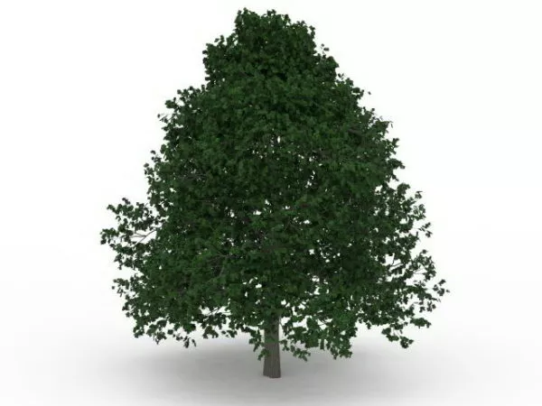 Growing Shade Tree 3d model Growing Shade Tree 3d model