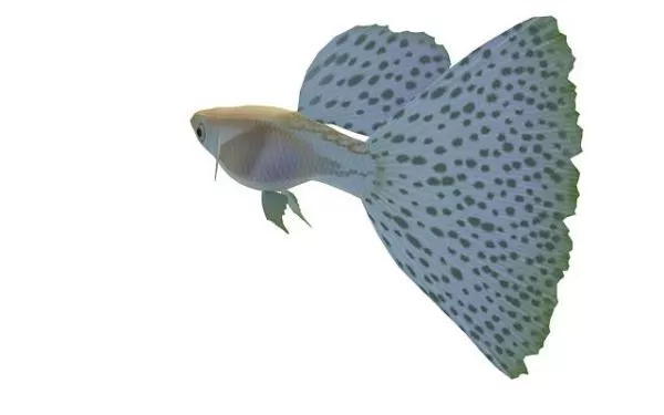 Guppy Fish Animal 3d model Guppy Fish Animal 3d model