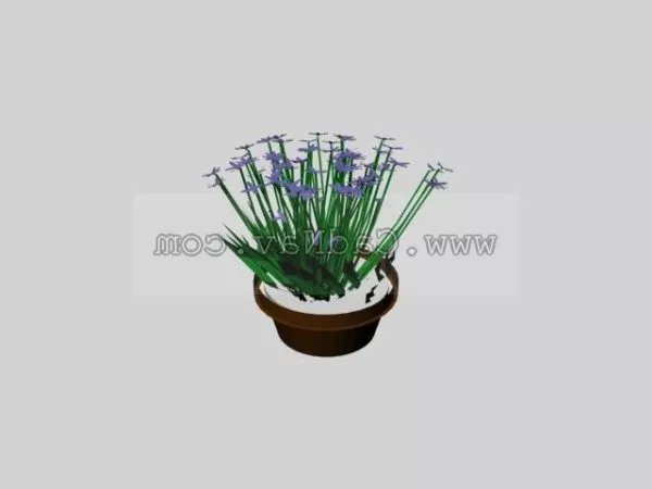 Gypsophila Paniculata Plant 3d model Gypsophila Paniculata Plant 3d model