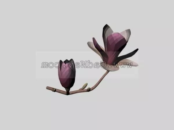 Haku Mokuren 3d model Haku Mokuren 3d model