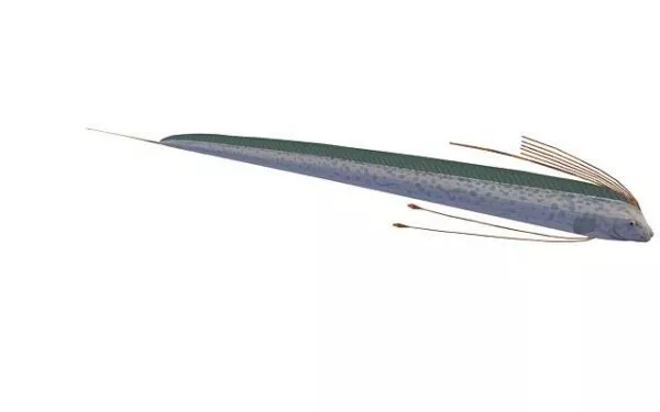 Hairtail Fish 3d model Hairtail Fish 3d model