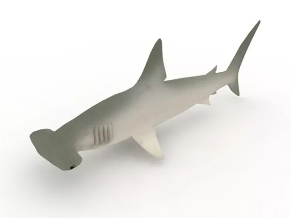 Hammerhead Shark Sea Animal 3d model Hammerhead Shark Sea Animal 3d model
