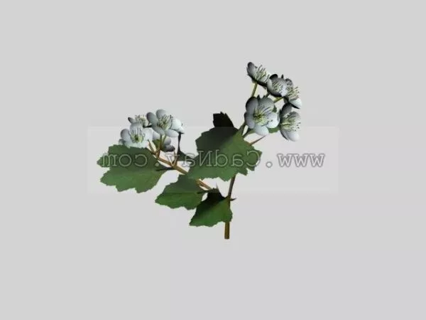 Hawthorn Leaf With Flower Plant 3d model Hawthorn Leaf With Flower Plant 3d model