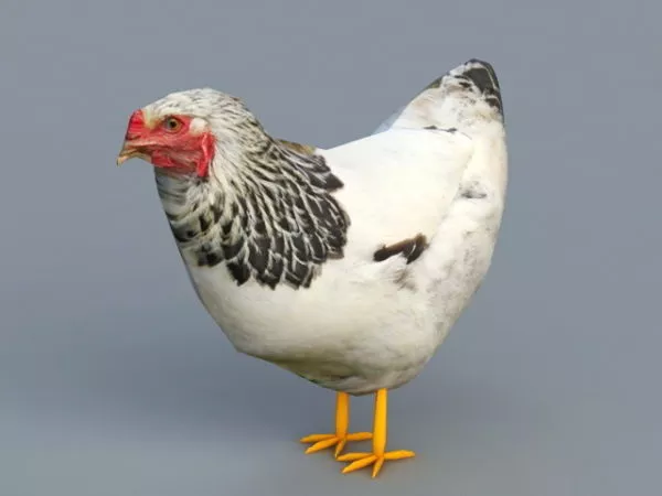 Hen Female Chicken 3d model Hen Female Chicken 3d model