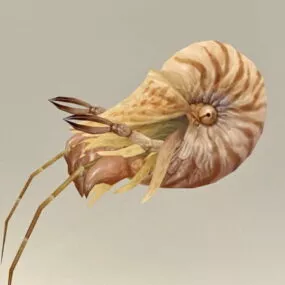 Hermit Crab 3d model