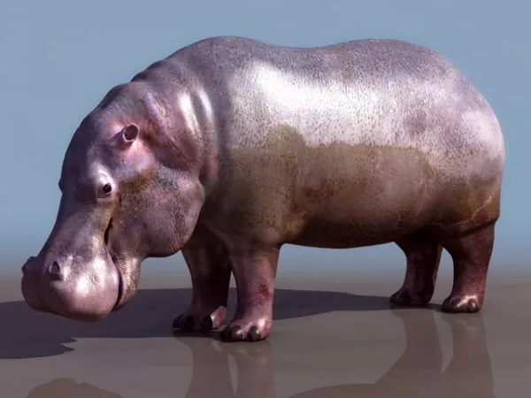 Wild Hippopotamus 3d model Wild Hippopotamus 3d model