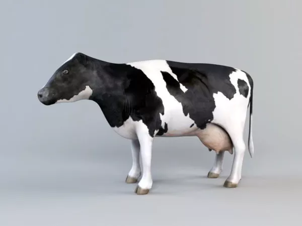 Holstein Friesian Cattle 3d model Holstein Friesian Cattle 3d model