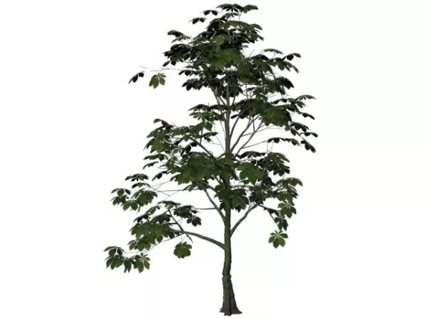 Horse-chestnut Tree 3d model Horse-chestnut Tree 3d model