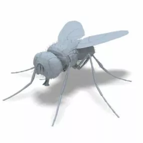 House Fly 3d model