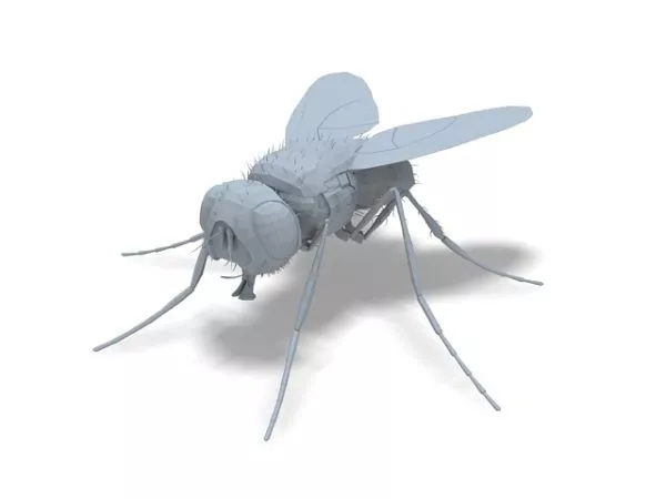 Lowpoly Fly 3d model