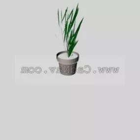House Plant Plant 3d model