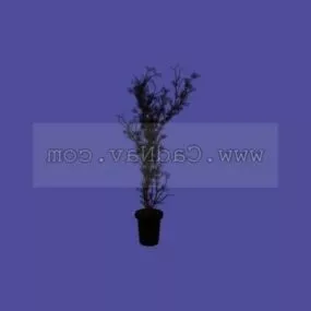 House Plants 3d model