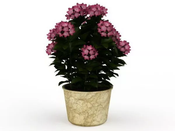 House Plants And Flowers 3d model House Plants And Flowers 3d model