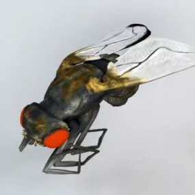 Housefly 3d model