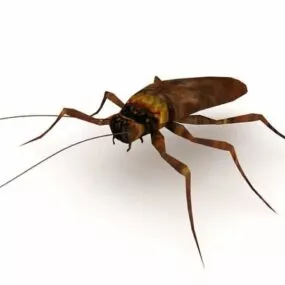 Household Roach Animal 3d model
